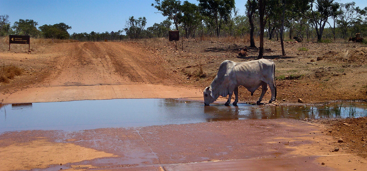 Cow drinking at a creek crossing on the Gibb River Road