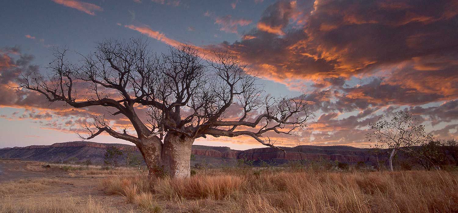 Boab tree at sunset