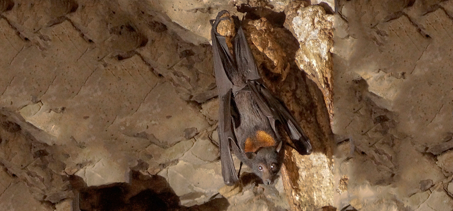 A Bat in Tunnel Creek
