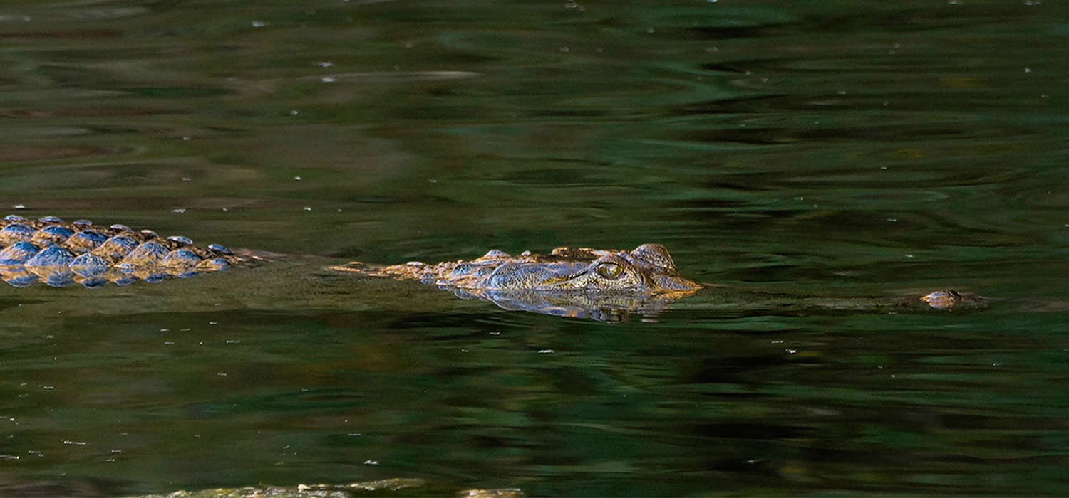 Crocodile in Windjana Gorge