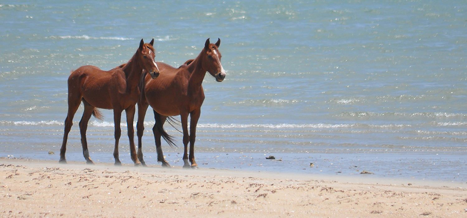 Wild horses on the beach in Cape York