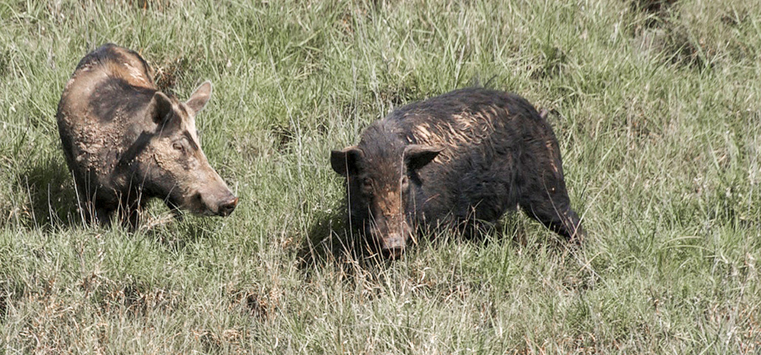 Ferral pigs in Queensland