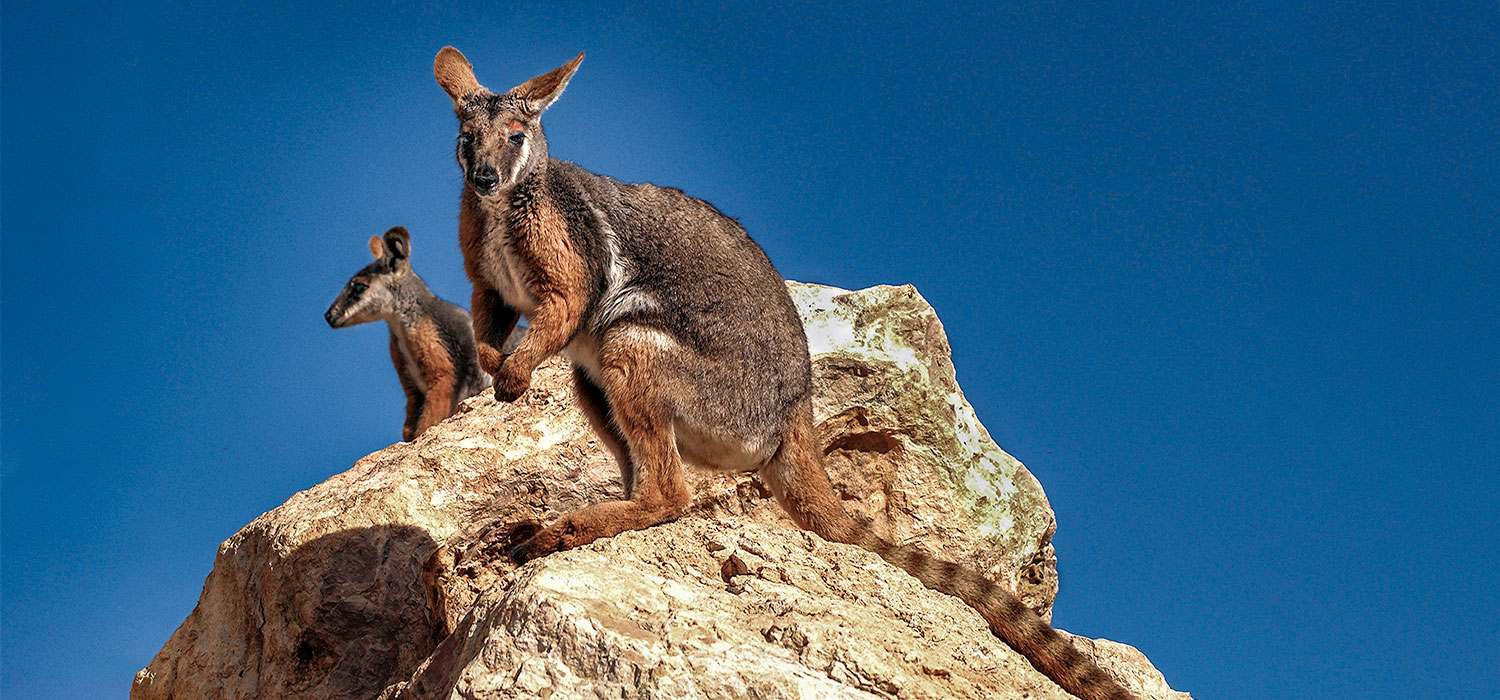 Yellow footed Rock Wallaby