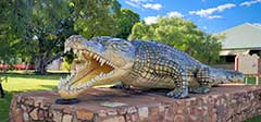 Saltwater Croc at Normanton