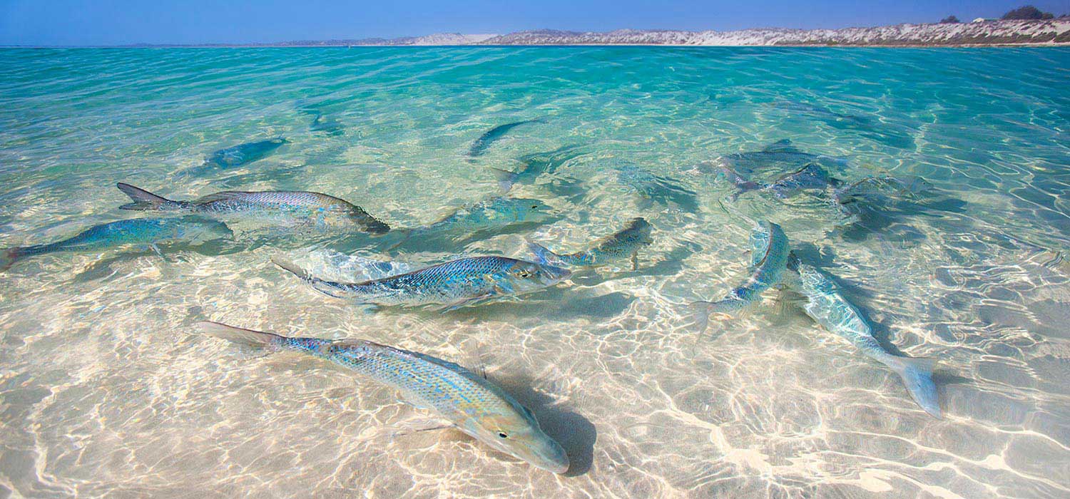 Fish in the shallows of Coral Bay 
