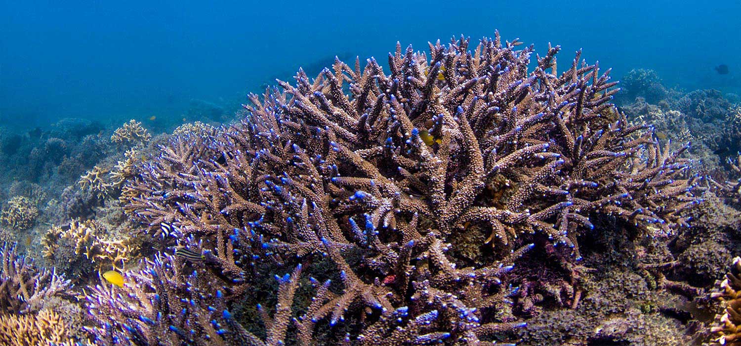 Luminious coral