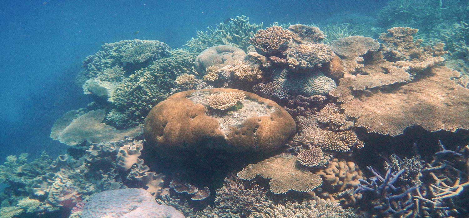 Coral at the outer reef of Coral Bay