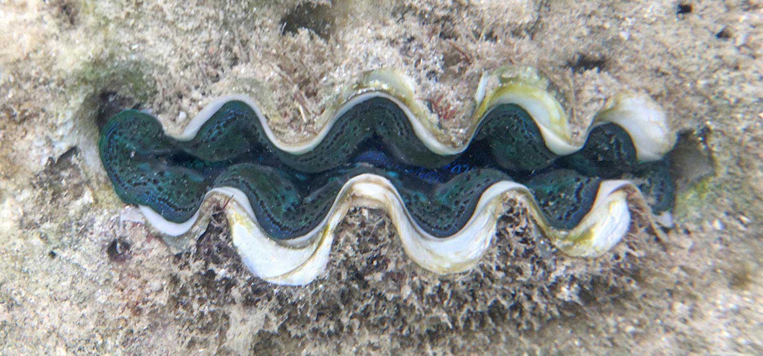 Clam at Coral Bay