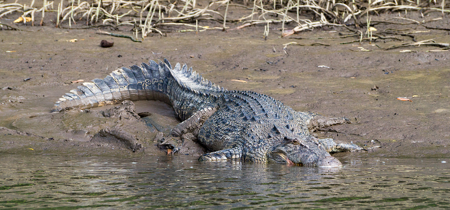 Saltwater croc in the Daintree
