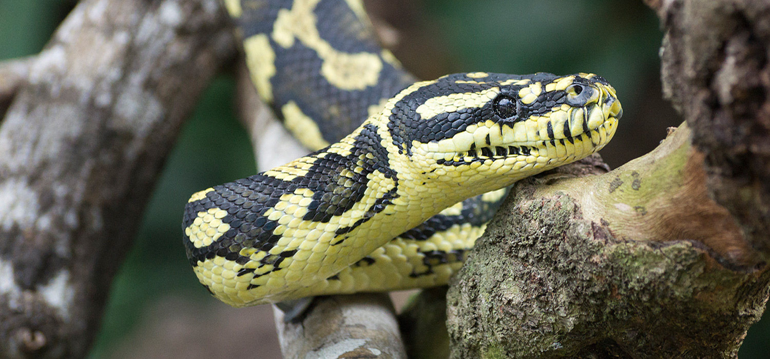 Python in the Daintree national park.