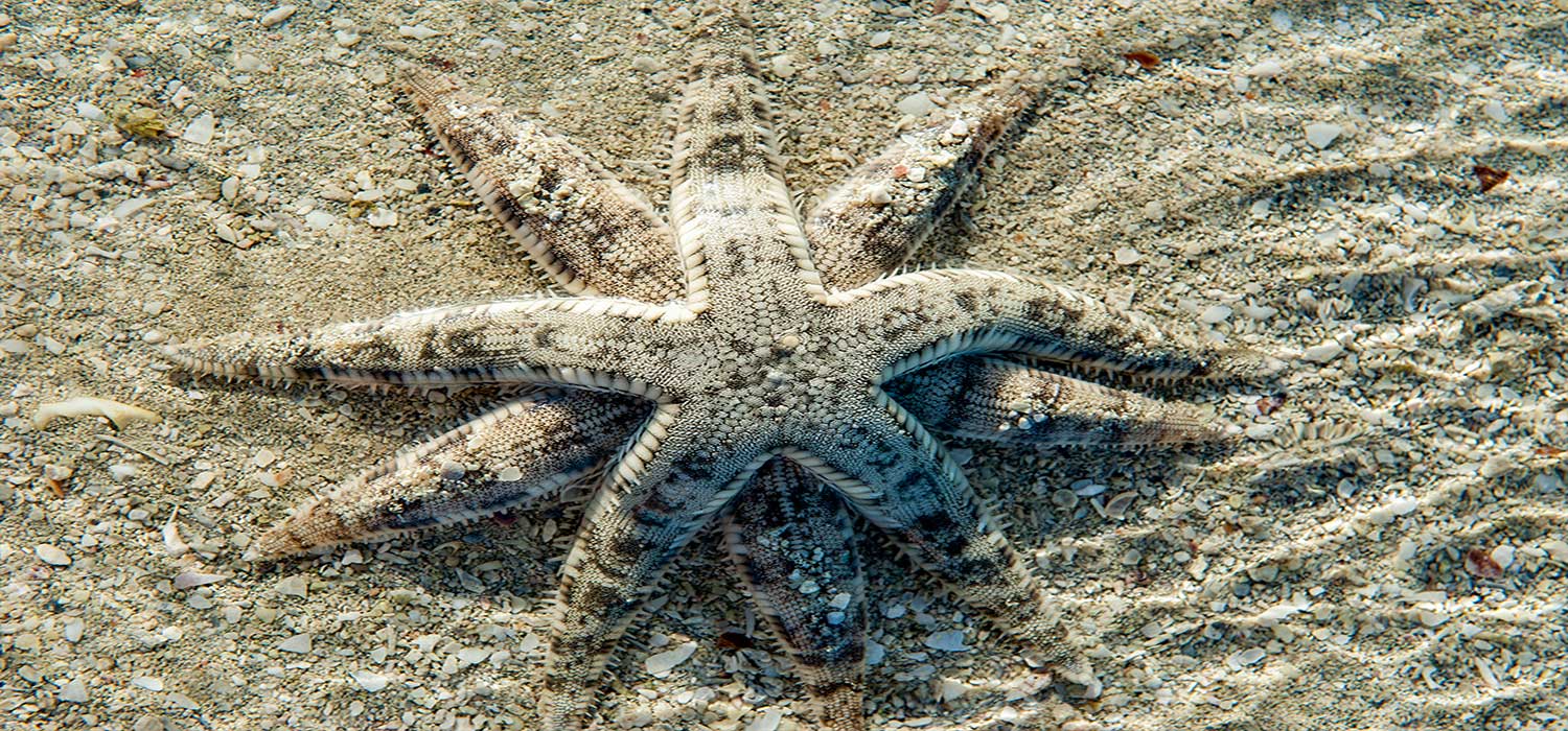 Starfish mating at Green Island 