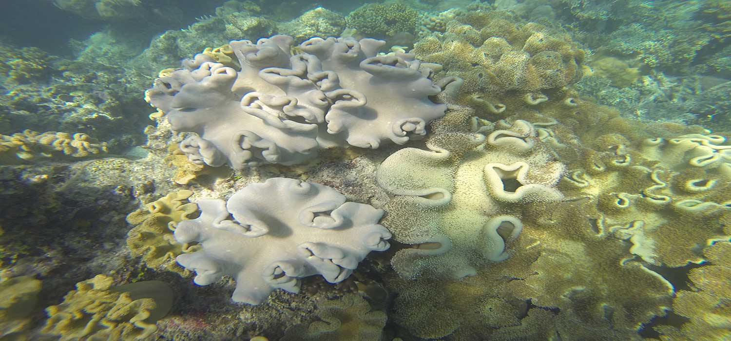 Coral around Green Island