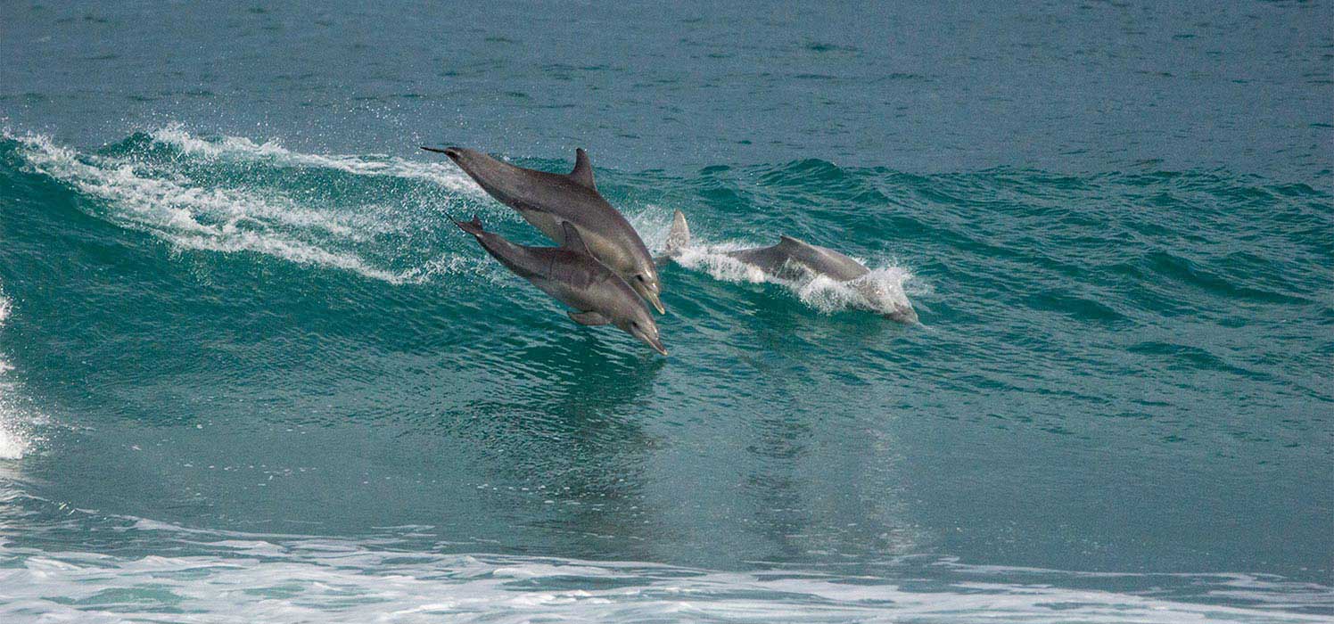  Dolphins surfing Jakes Point at Kalbarrie 