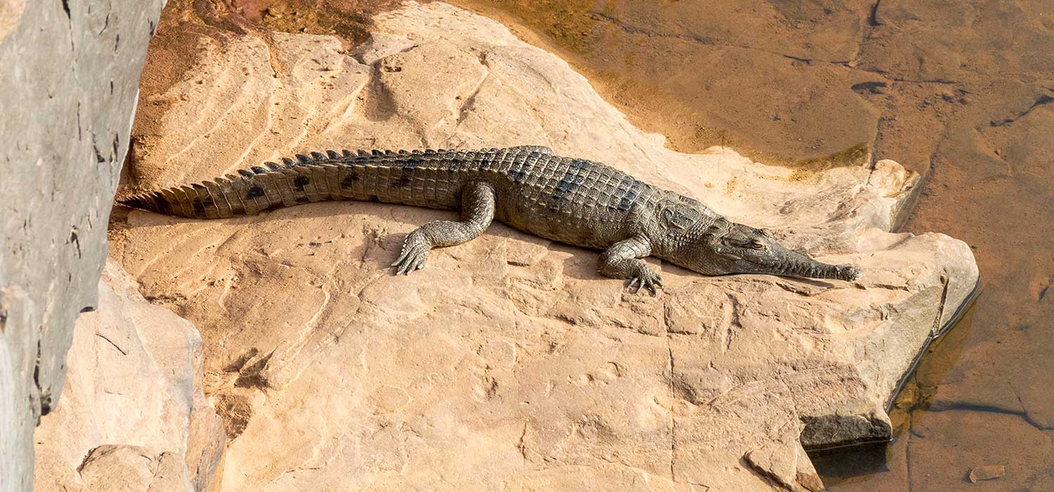 Freshwater croc at Mitchell Falls