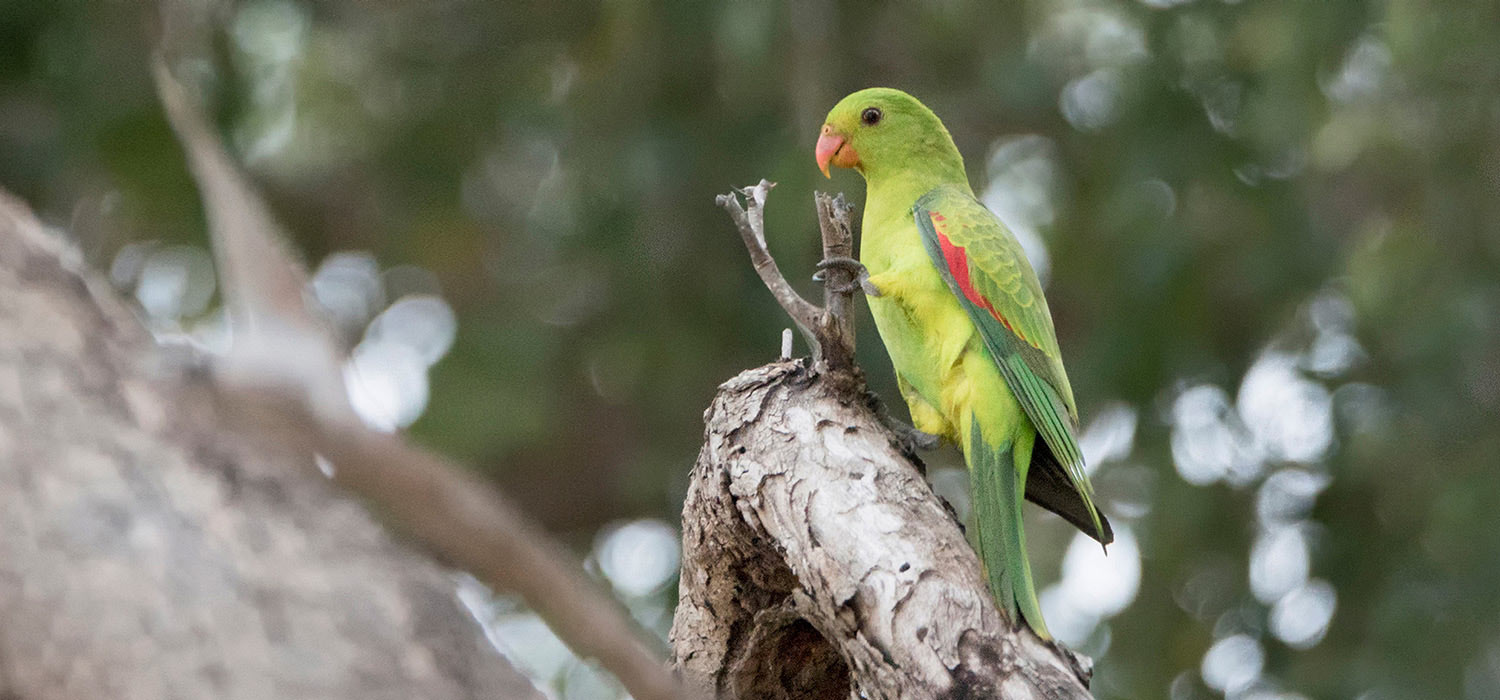Female Red winged Parrot