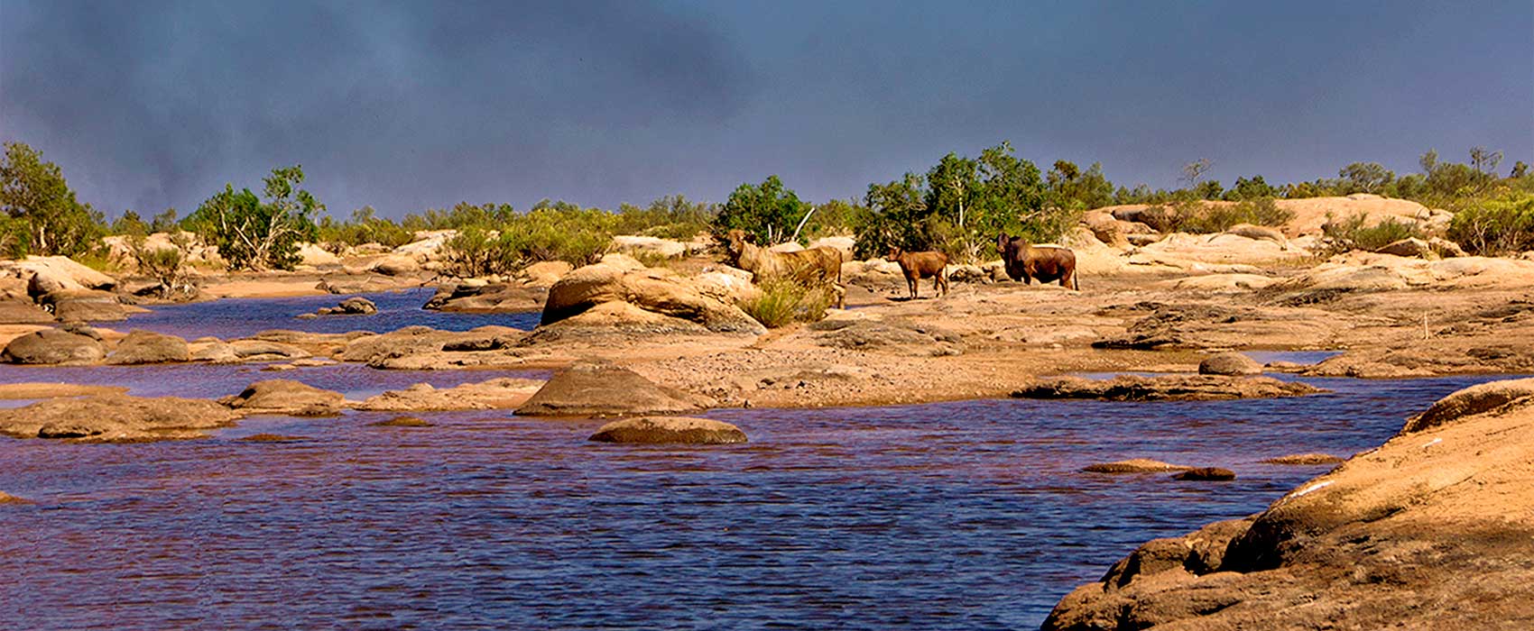 Cows at the river at Indee Station