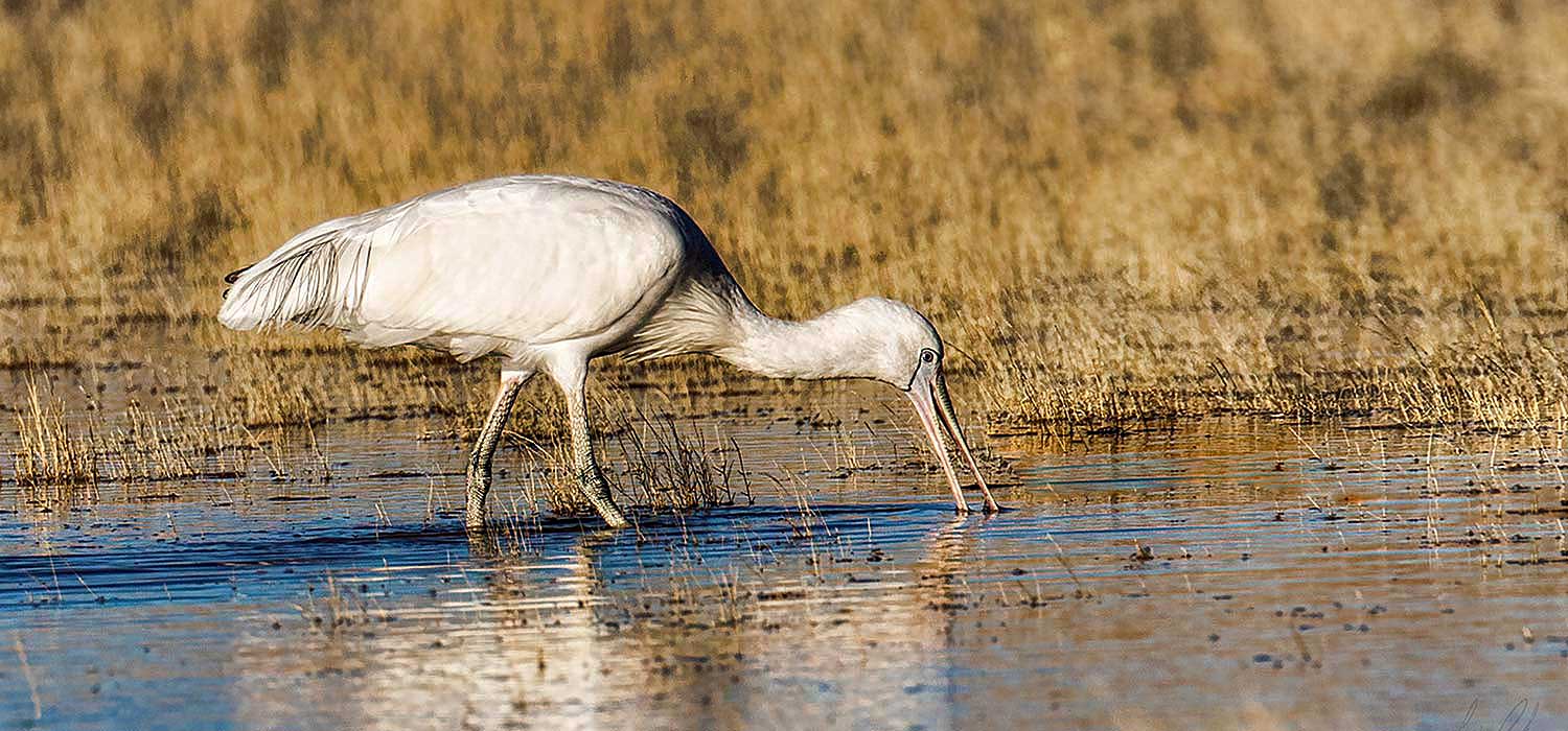 Spoonbill at Coongie Lakes