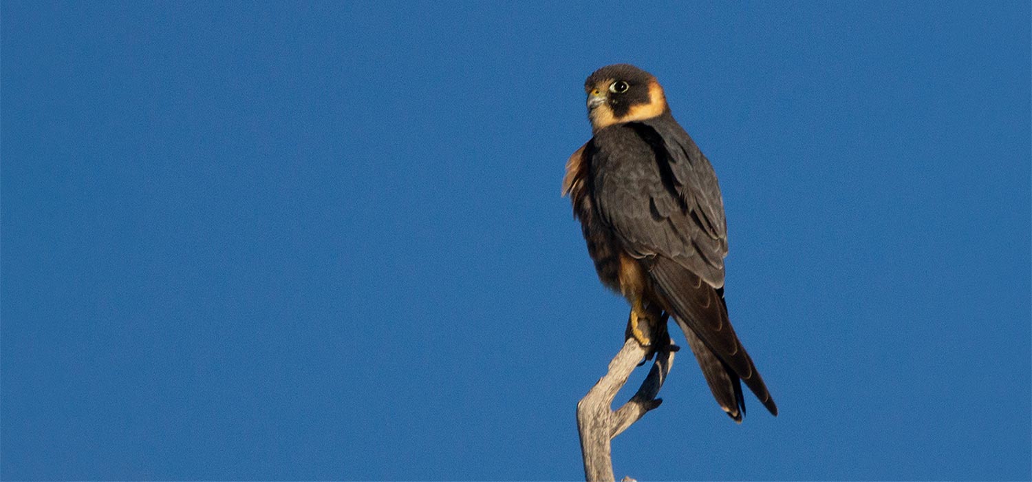 Australian Hobby