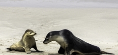 New Zealand Fur Seals at Seal Bay on Kangaroo Island