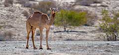 Feral Camel between Koonalda and Cook