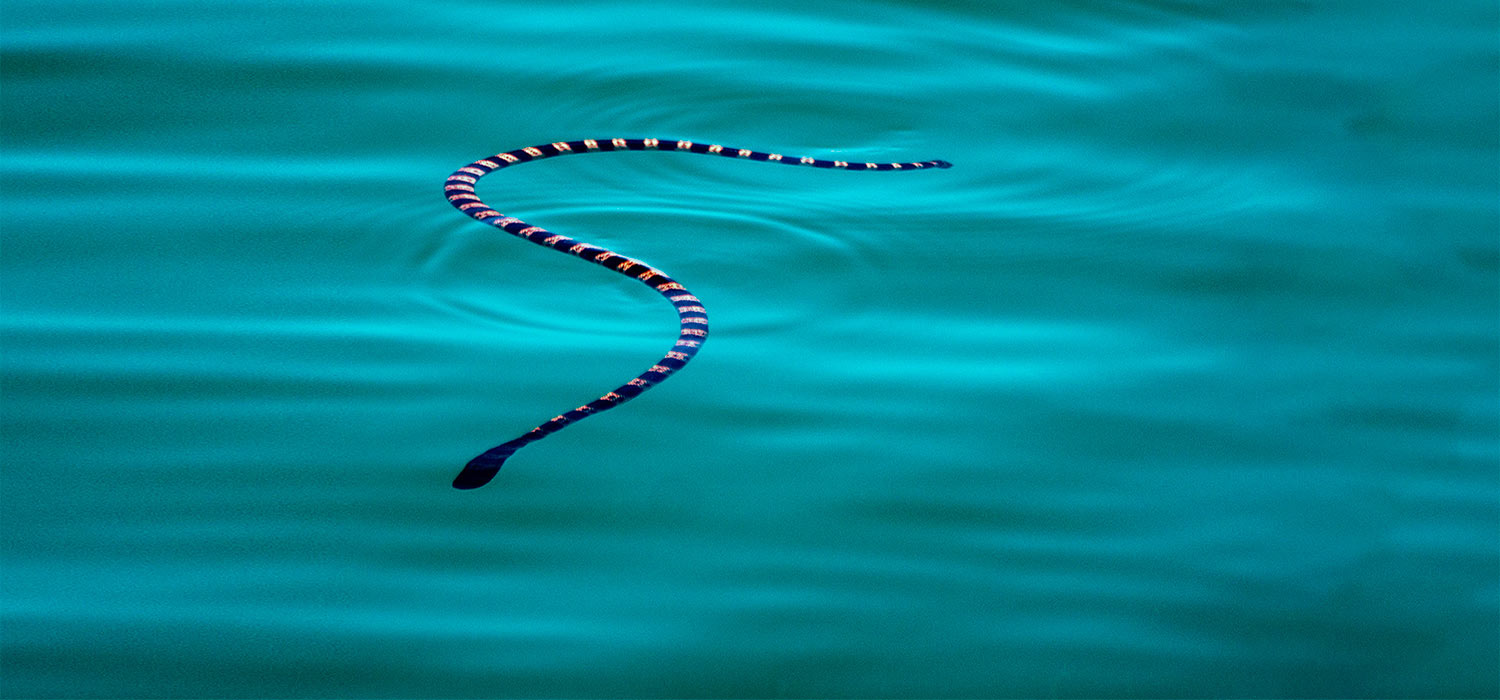 Sea snake at Shark Bay, Western Australia