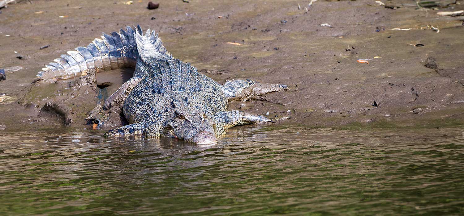 Saltwater crocodile in far north Queensland
