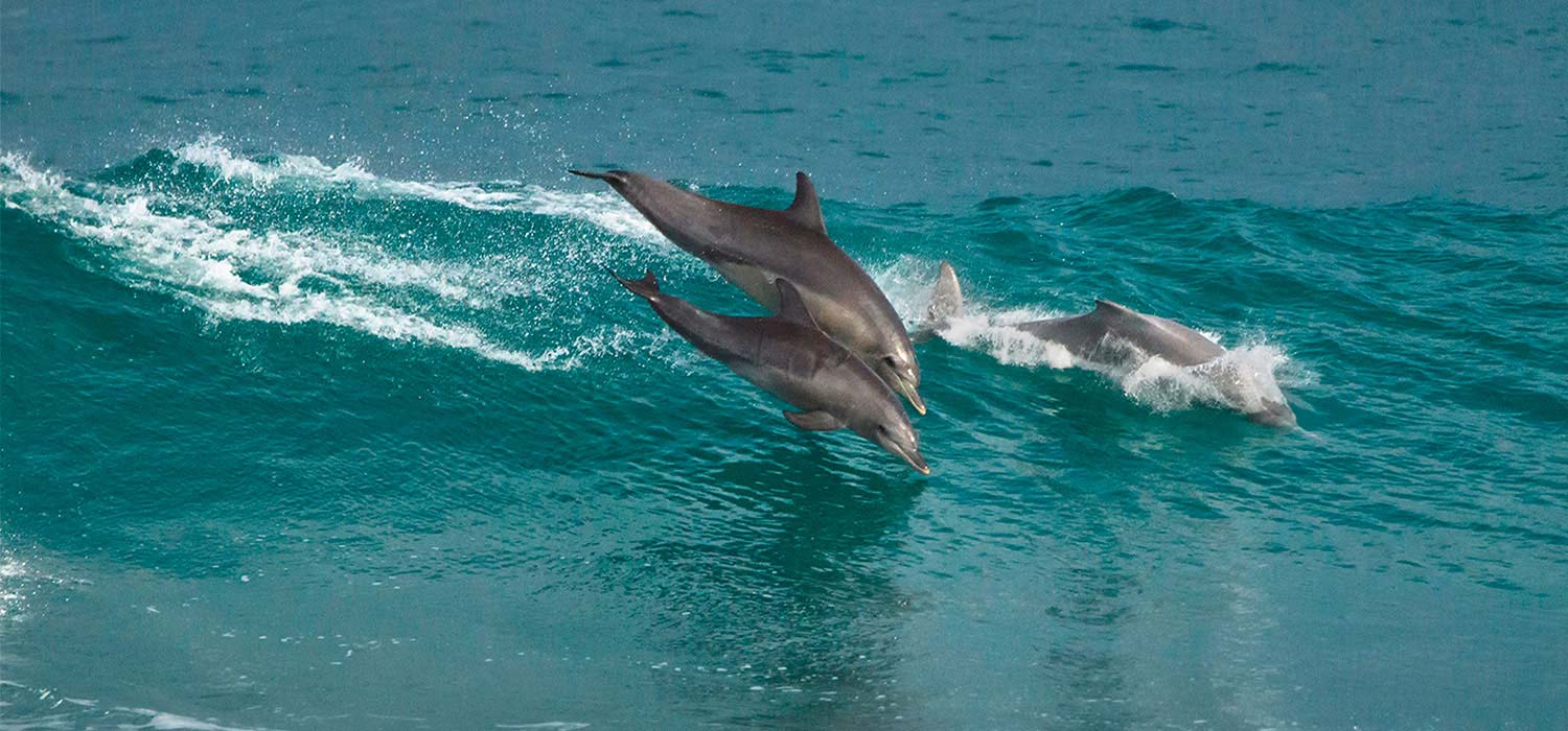 Dolphins surfing at Kabarri, Western Australia