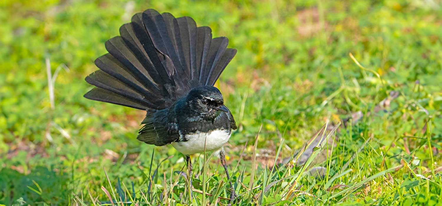  Willy Wagtail