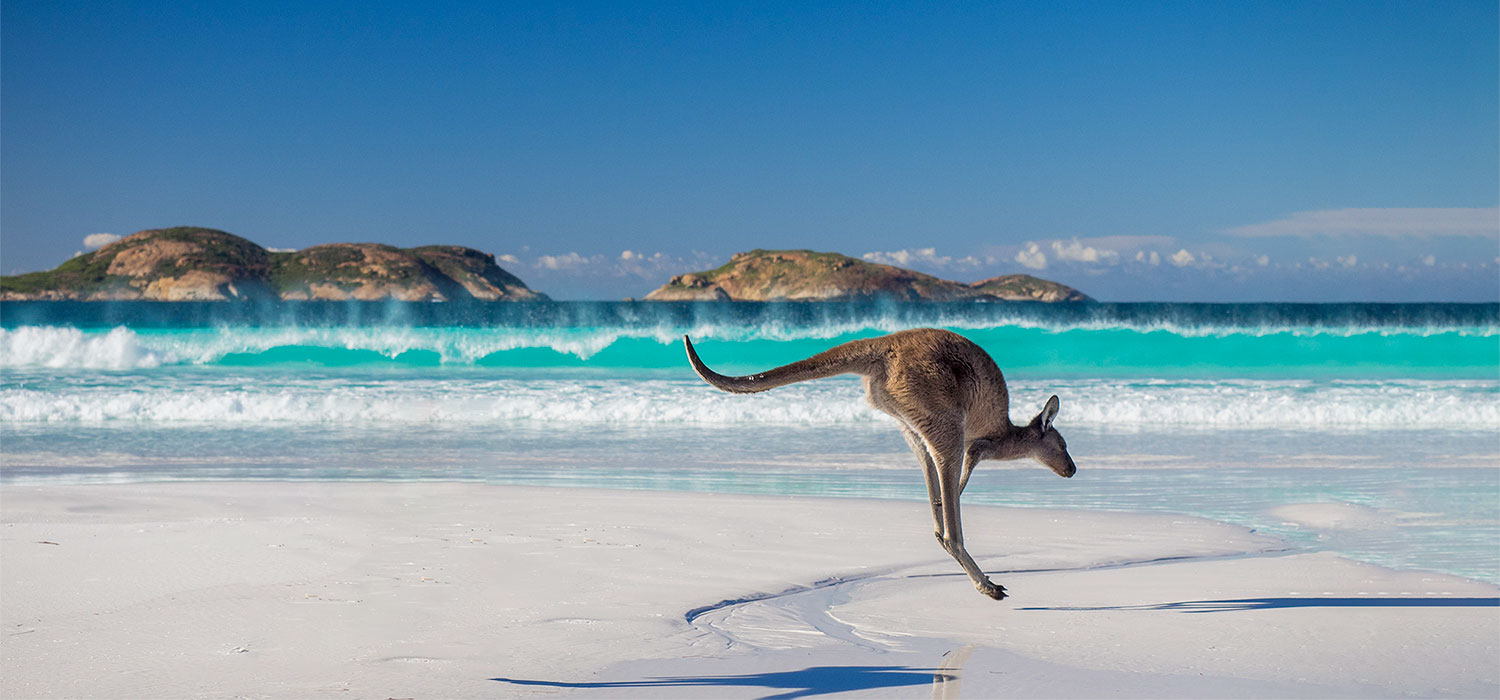 Kangaroo at lucky bay