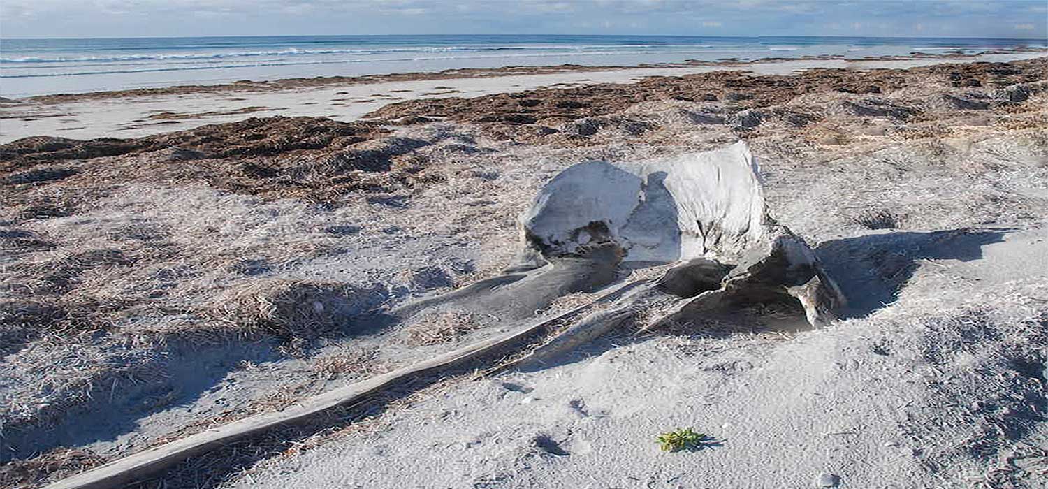 A whale carcass