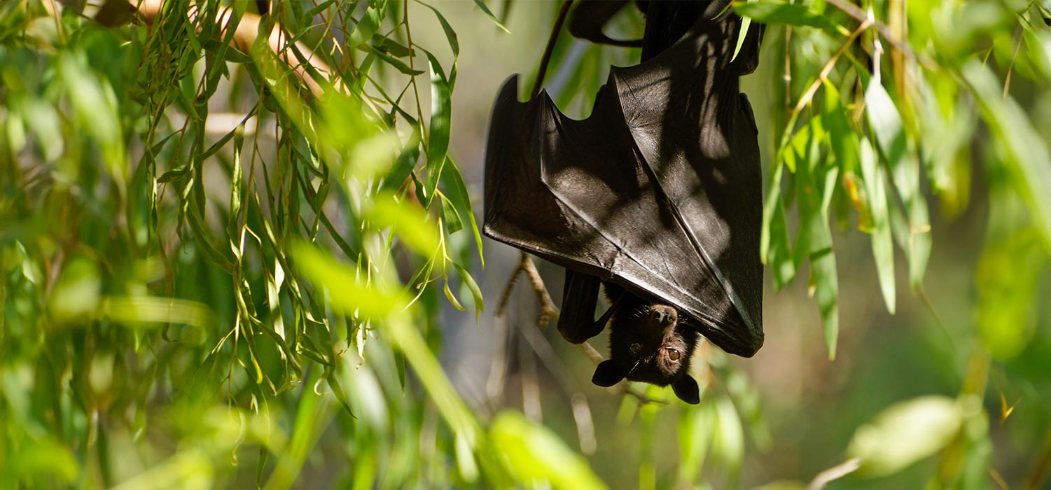 Bats at Windjana Gorge