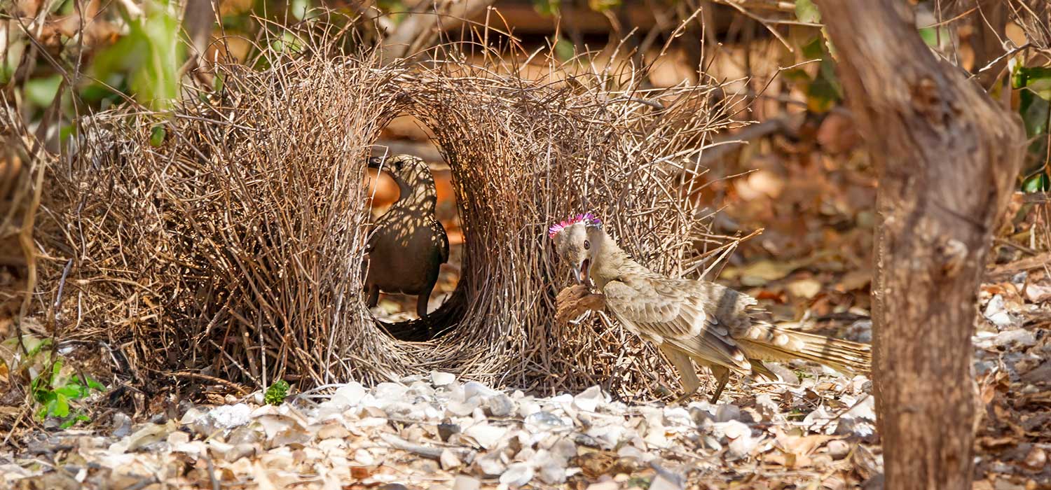 Bowder Birds at Windjana Gorge