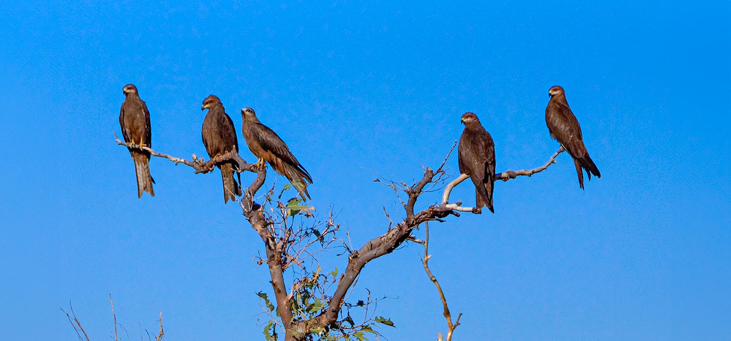 Kites in the morning sun at Windjana Gorge