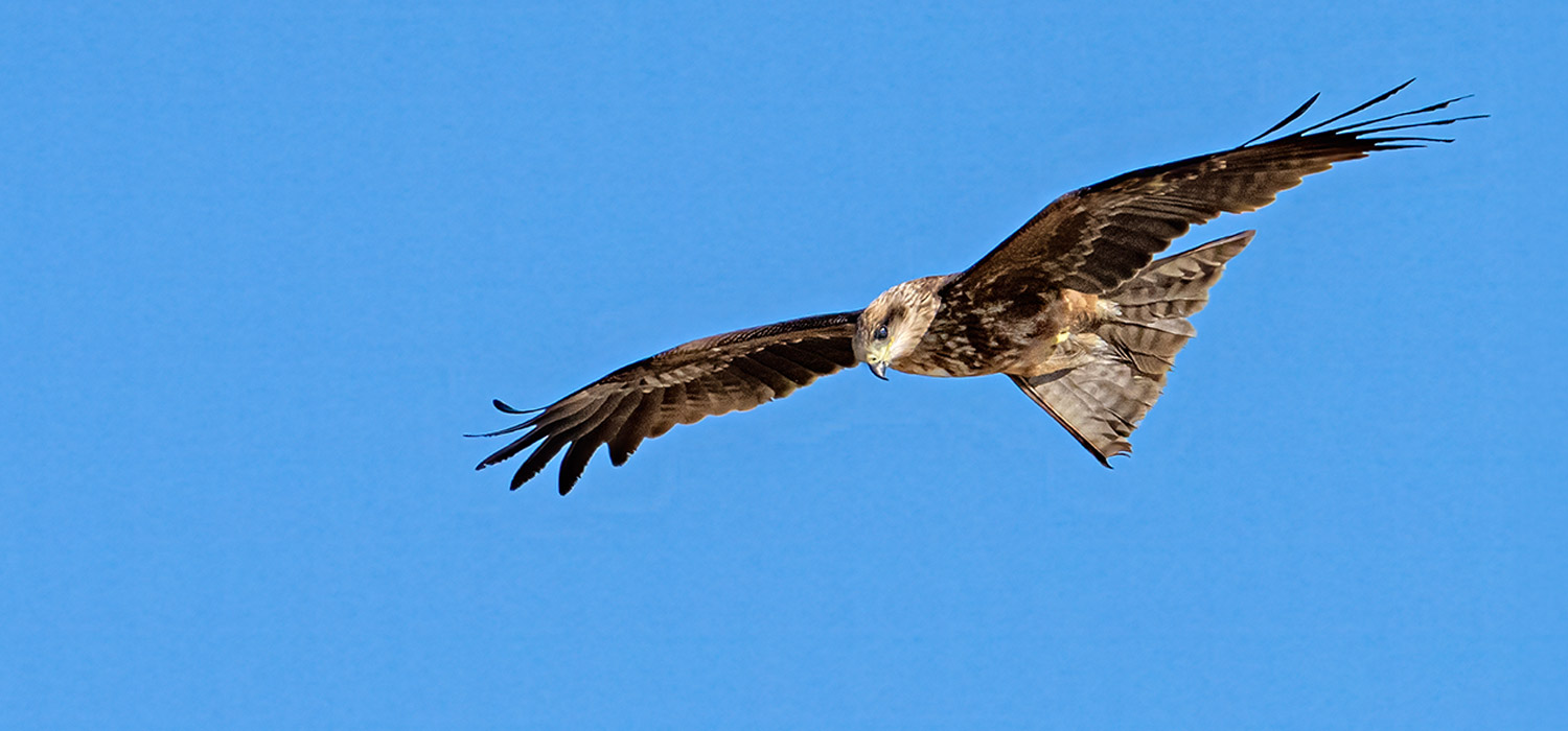 Raptor hunting at Windjana Gorge