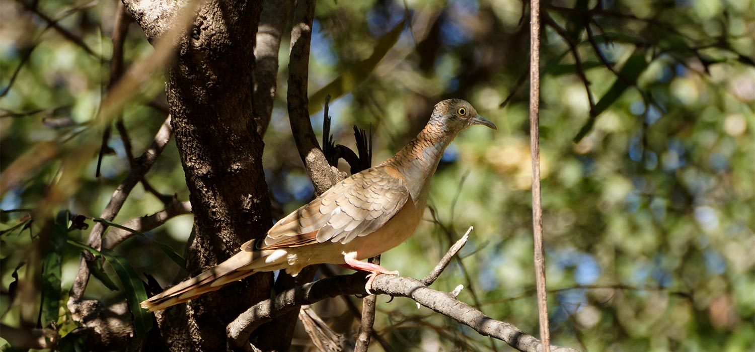 Bird at Windjana Gorge