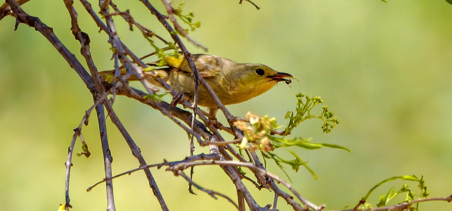 Bird at Windjana Gorge