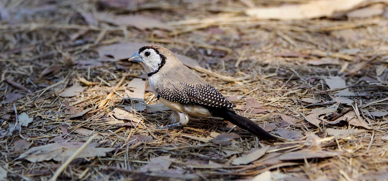 Zebera Finch at Windjana Gorge