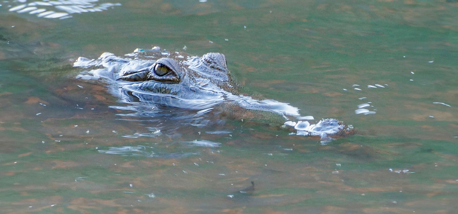 Crocodile at Windjana Gorge