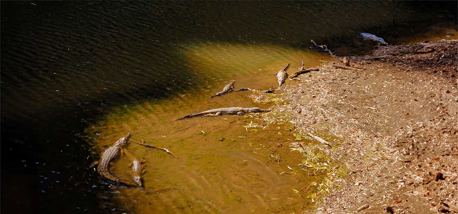 Crocodiles in the Lennard River at Windjana Gorge